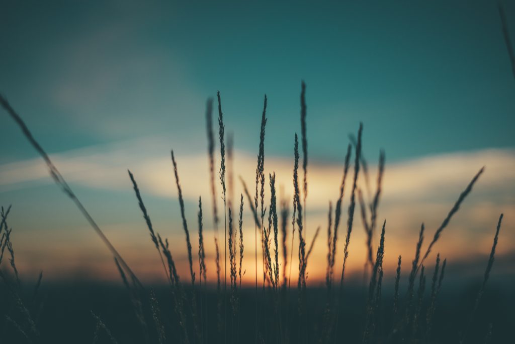 crops and sunset